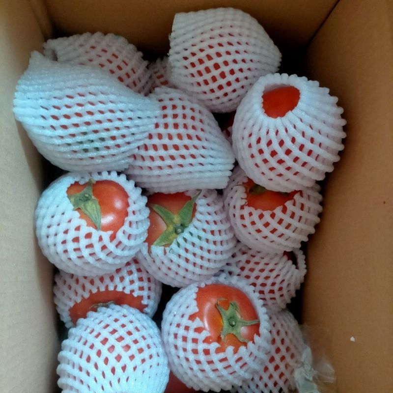 云南红河现摘老品种西红柿新鲜直发