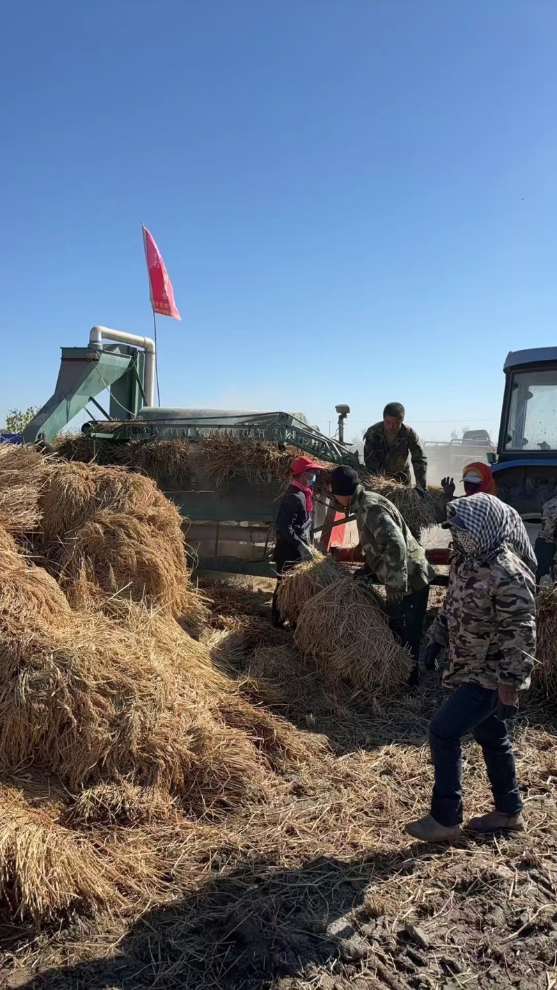 纯五常稻花香二号大米农户自产自销