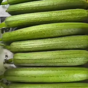 油皮丝瓜/中牟油皮丝瓜/自产自销大量上市/质量上乘
