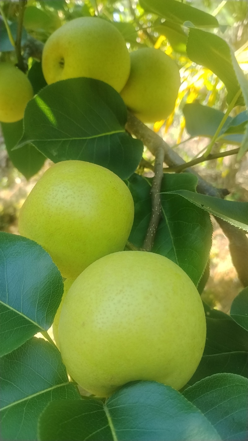 自己家种植的夏雪梨上市了，口感脆甜细腻化渣，果面清晰！望