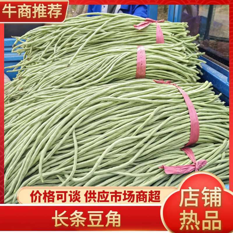 中牟豆角/长条豆角/大量上市一手货源/供超市电商批发市场
