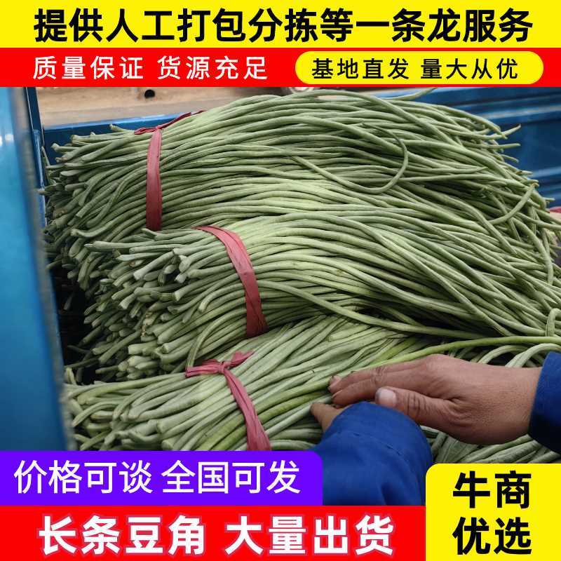 中牟豆角/长条豆角/大量上市一手货源/供超市电商批发市场