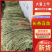 中牟豆角/长条豆角/大量上市一手货源/供超市电商批发市场