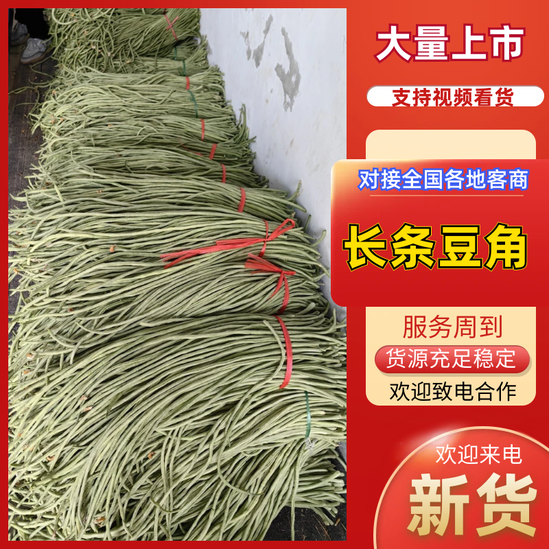 中牟豆角/长条豆角/大量上市一手货源/供超市电商批发市场