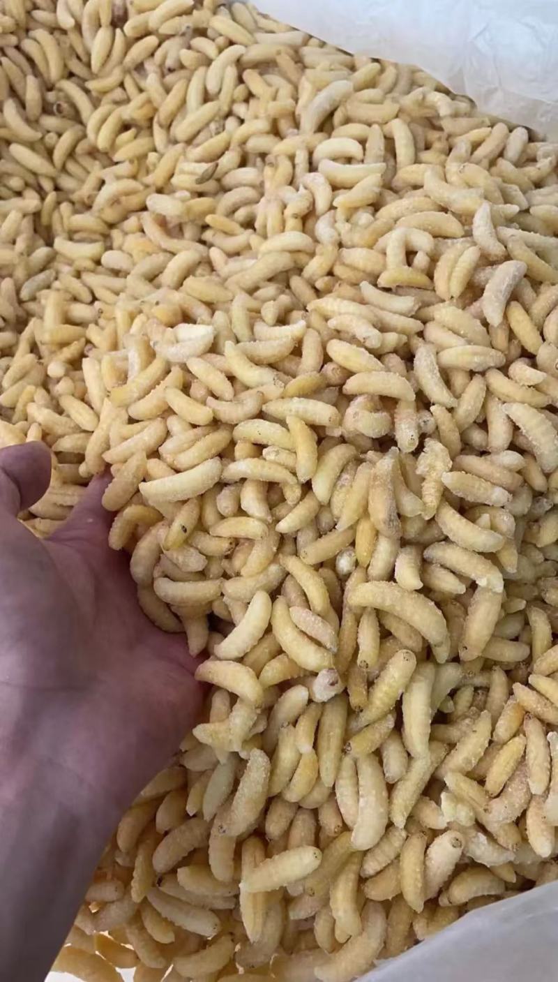 加工熟冻树蜂蜂蛹一级二级三级四级长年加工合作可谈