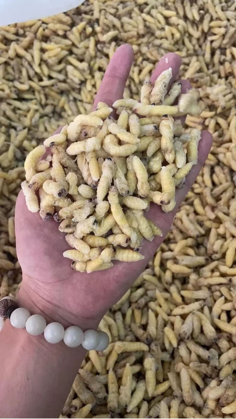 加工熟冻树蜂蜂蛹一级二级三级四级长年加工合作可谈