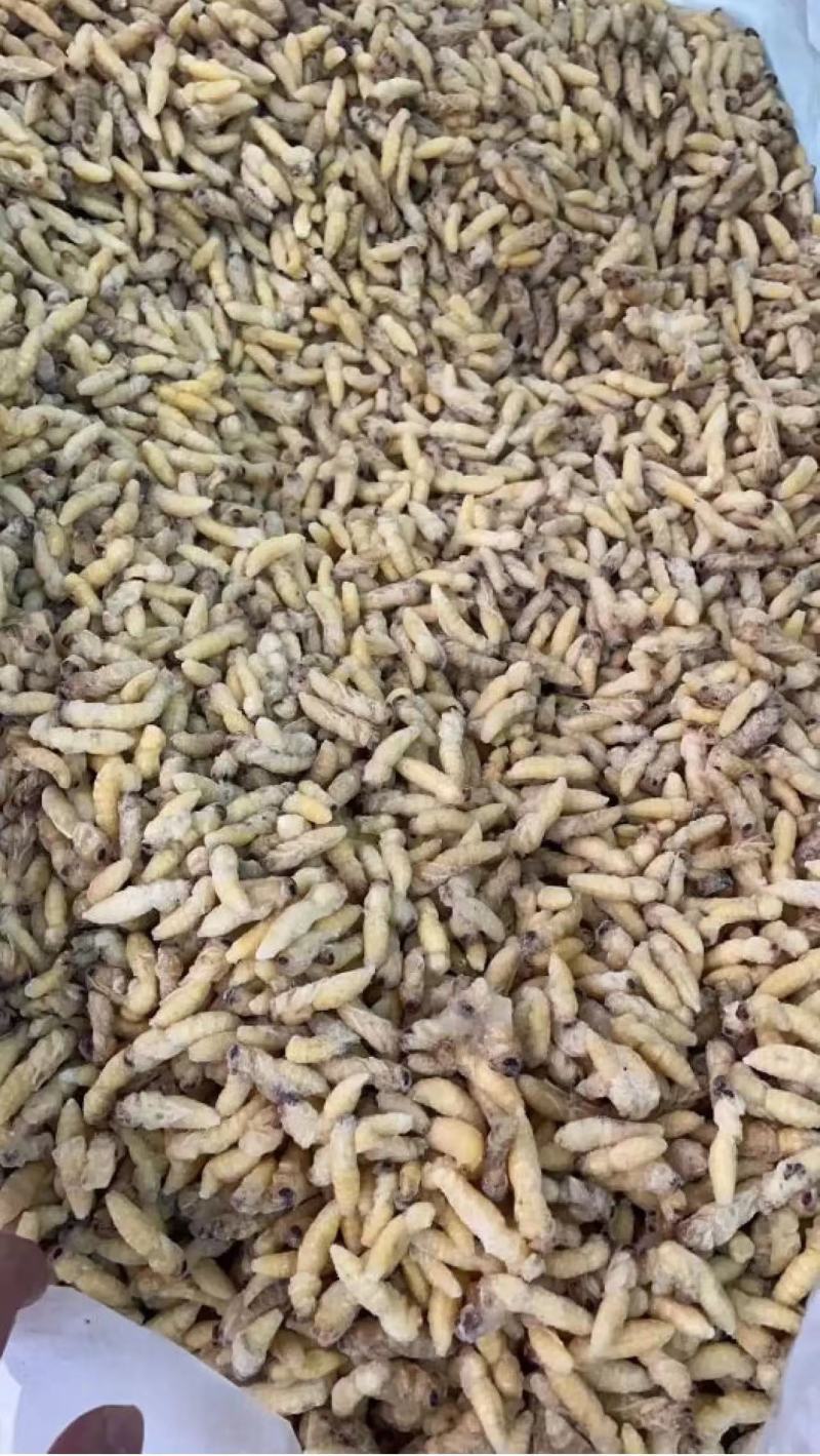 加工熟冻树蜂蜂蛹一级二级三级四级长年加工合作可谈