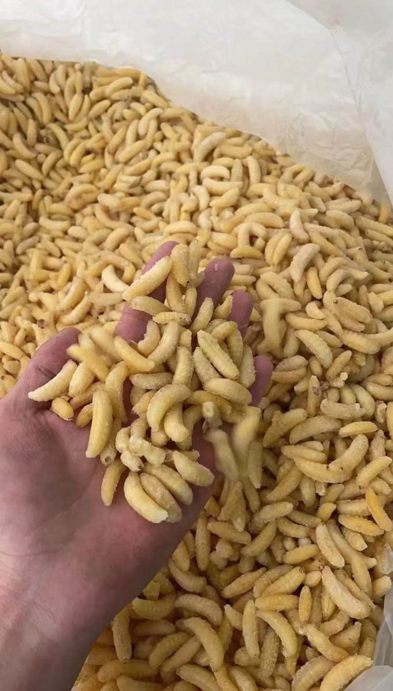 加工熟冻树蜂蜂蛹一级二级三级四级长年加工合作可谈