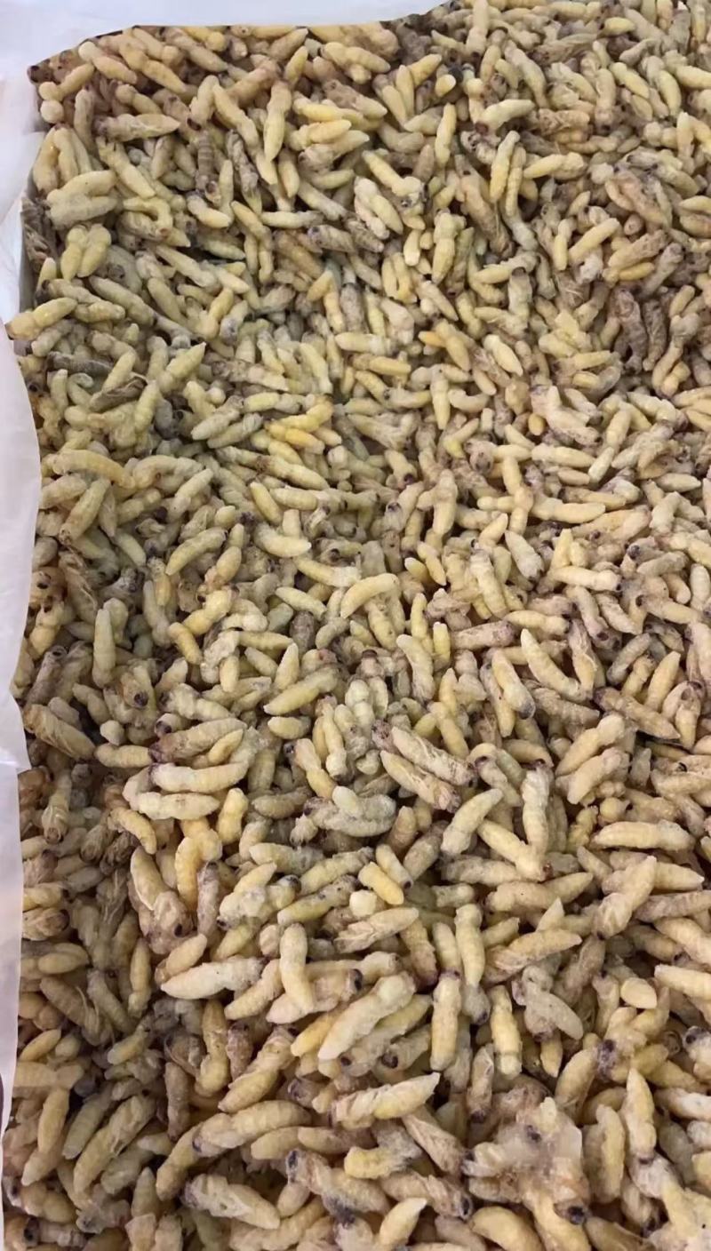 加工熟冻树蜂蜂蛹一级二级三级四级长年加工合作可谈