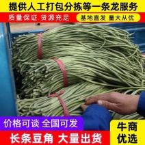 中牟豆角/长条豆角/大量上市一手货源/供超市电商批发市场