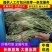 中牟豆角/长条豆角/大量上市一手货源/供超市电商批发市场