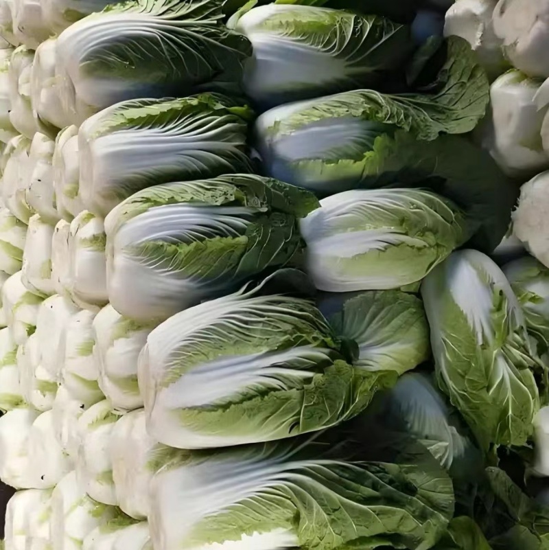 湖北精品黄心大白菜产地直发一手货源欢迎各地客商来电质询
