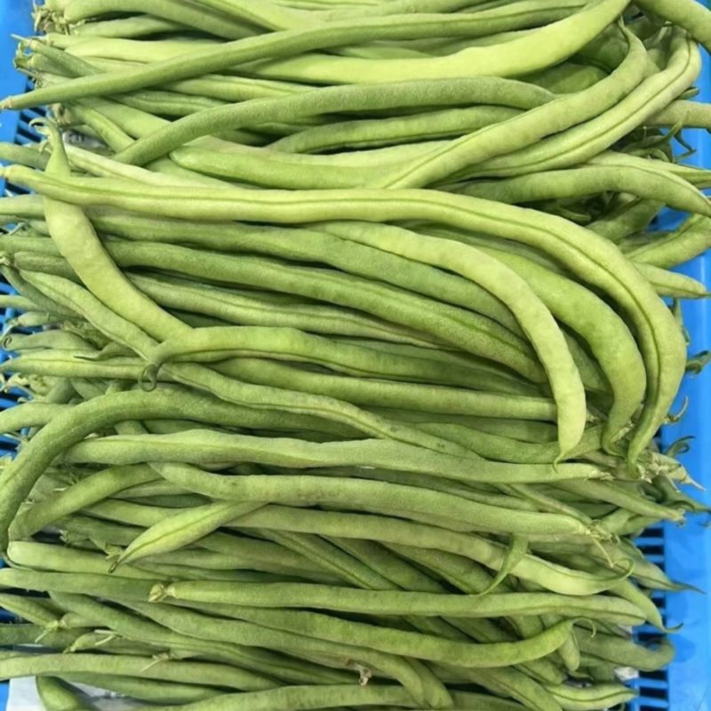 【四季豆】架豆王豆角基地直发供应全国市场电商商超