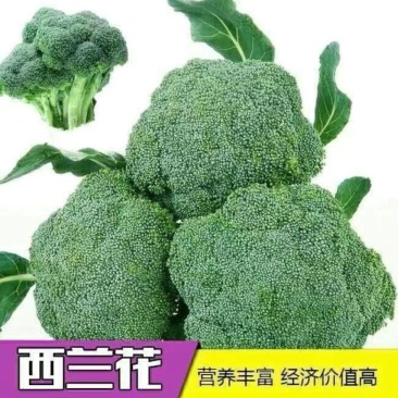 甘肃精品西兰花源头产地一手货源现摘现发欢迎来电质询