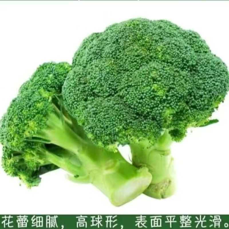 甘肃精品西兰花源头产地一手货源现摘现发欢迎来电质询
