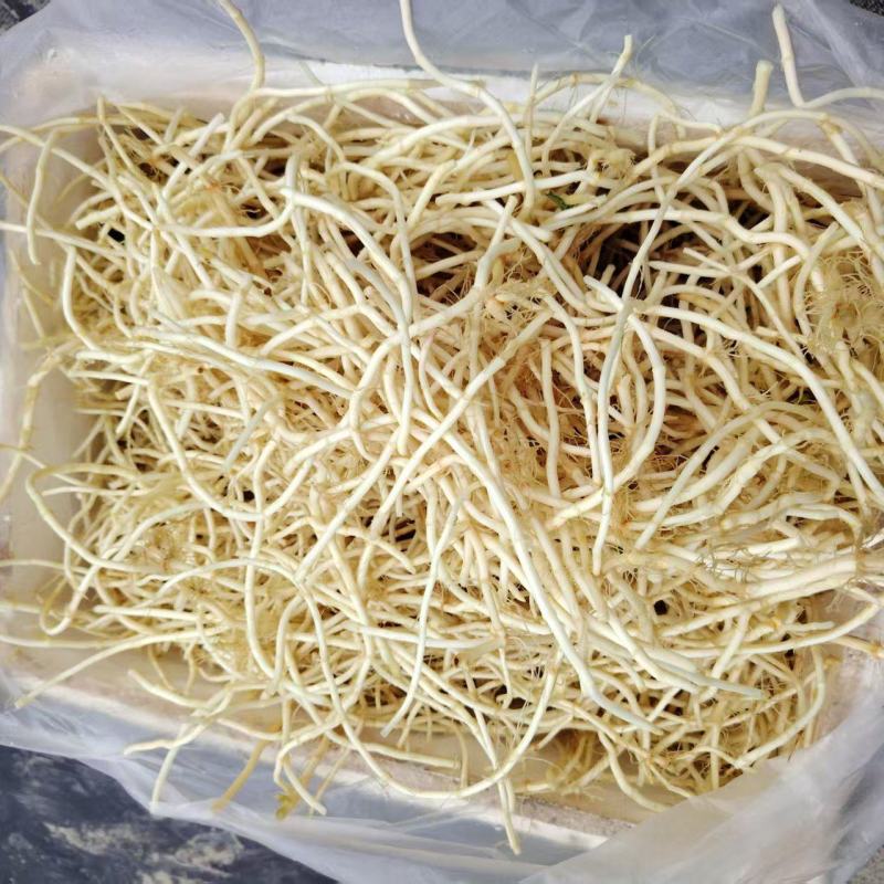 鱼腥草折耳根