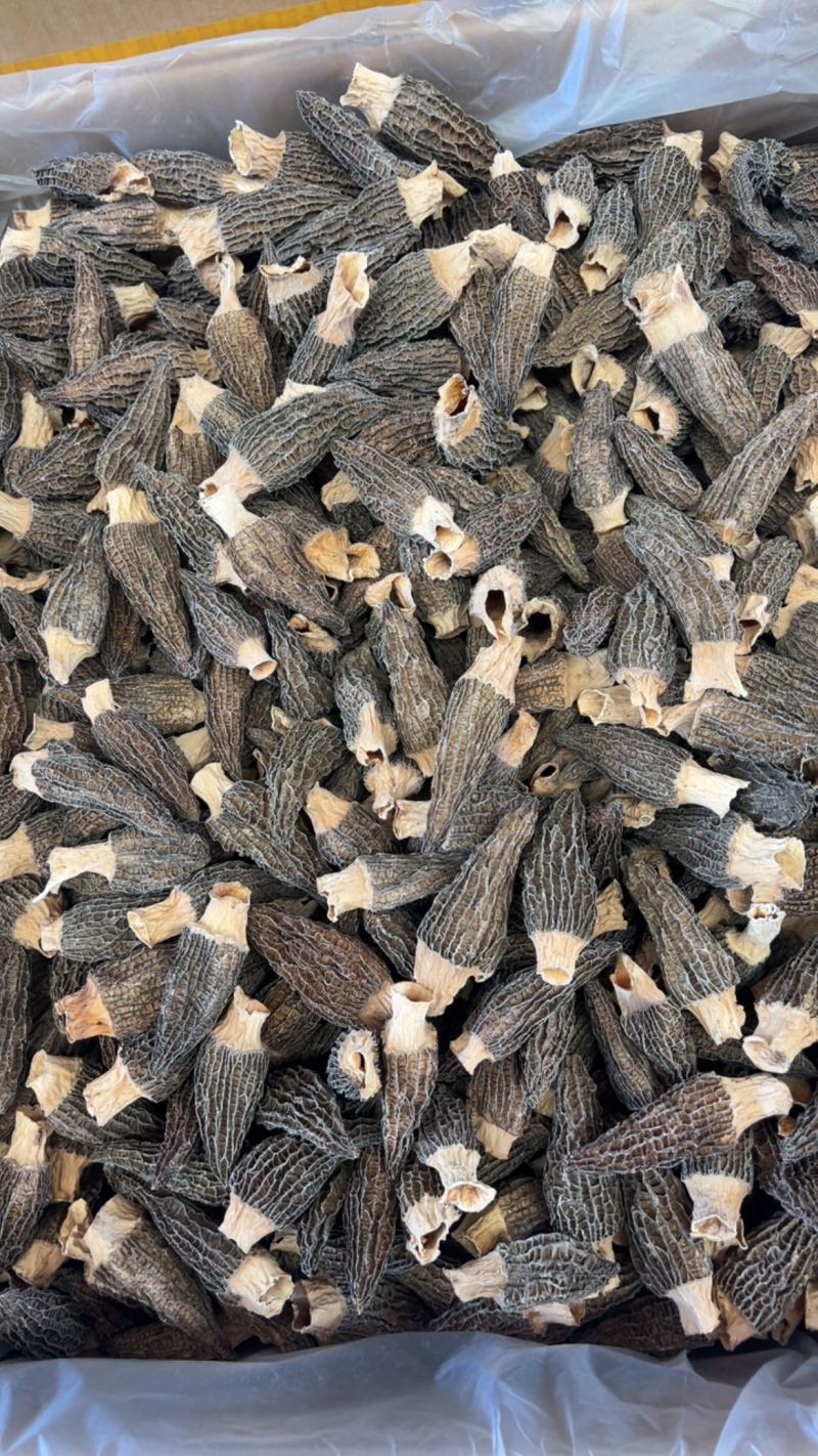 羊肚菌特价处理