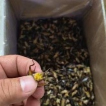 满膏带籽蟋蟀蛐蛐品质保障一手货源批发价量大从优