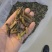 满膏带籽蟋蟀蛐蛐品质保障一手货源批发价量大从优