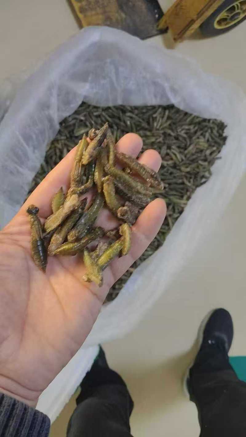 满膏带籽蟋蟀蛐蛐品质保障一手货源批发价量大从优