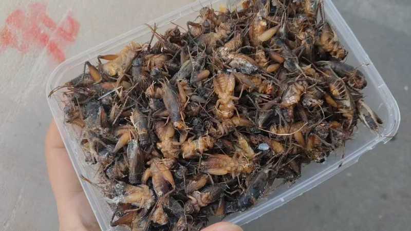 满膏带籽蟋蟀蛐蛐品质保障一手货源批发价量大从优