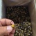 满膏带籽蟋蟀蛐蛐品质保障一手货源批发价量大从优