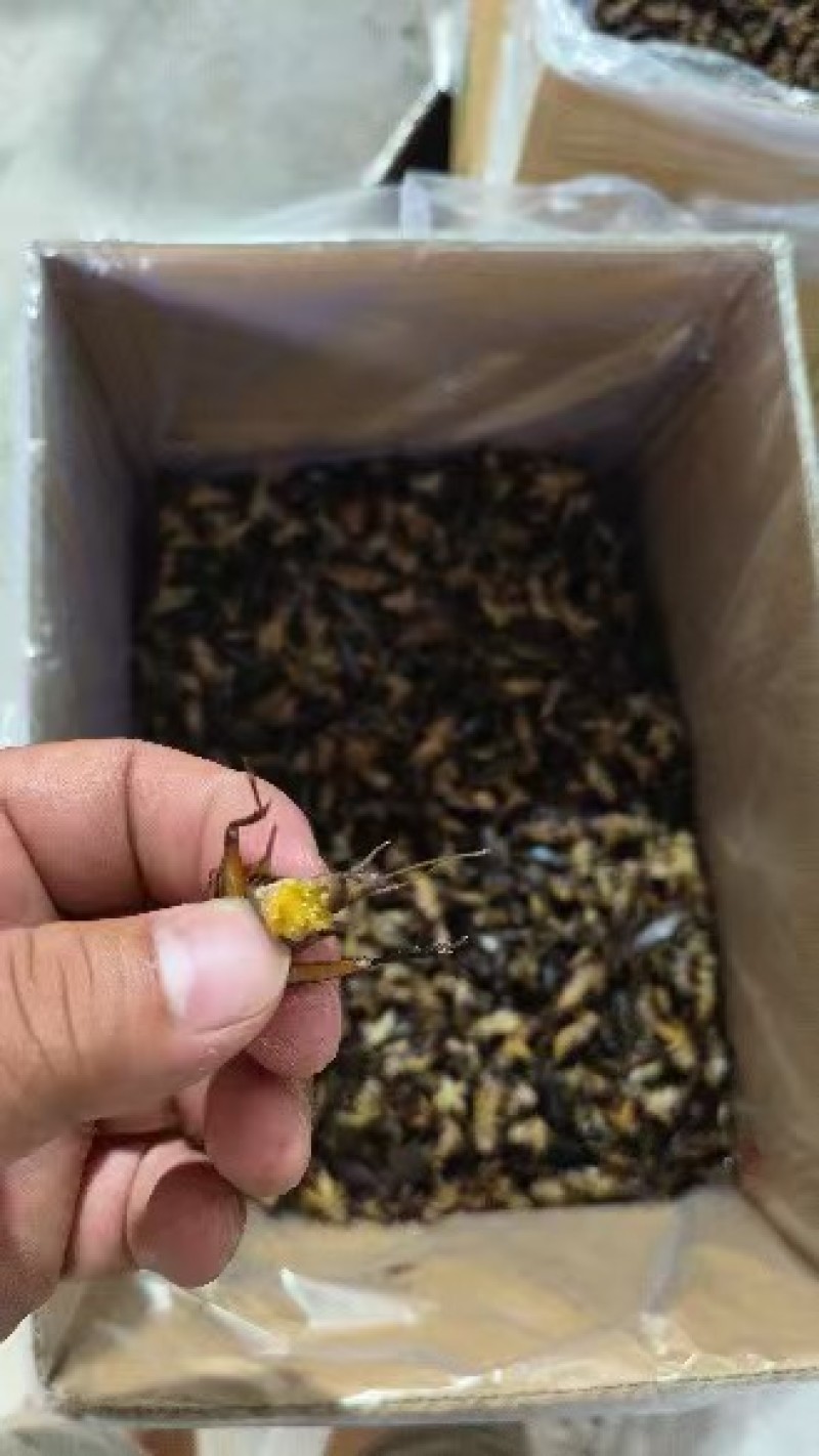 满膏带籽蟋蟀蛐蛐品质保障一手货源批发价量大从优