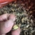 满膏带籽蟋蟀蛐蛐品质保障一手货源批发价量大从优