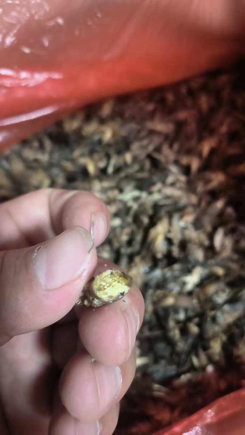 满膏带籽蟋蟀蛐蛐品质保障一手货源批发价量大从优
