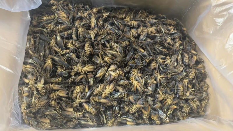 满膏带籽蟋蟀蛐蛐品质保障一手货源批发价量大从优