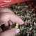 满膏带籽蟋蟀蛐蛐品质保障一手货源批发价量大从优