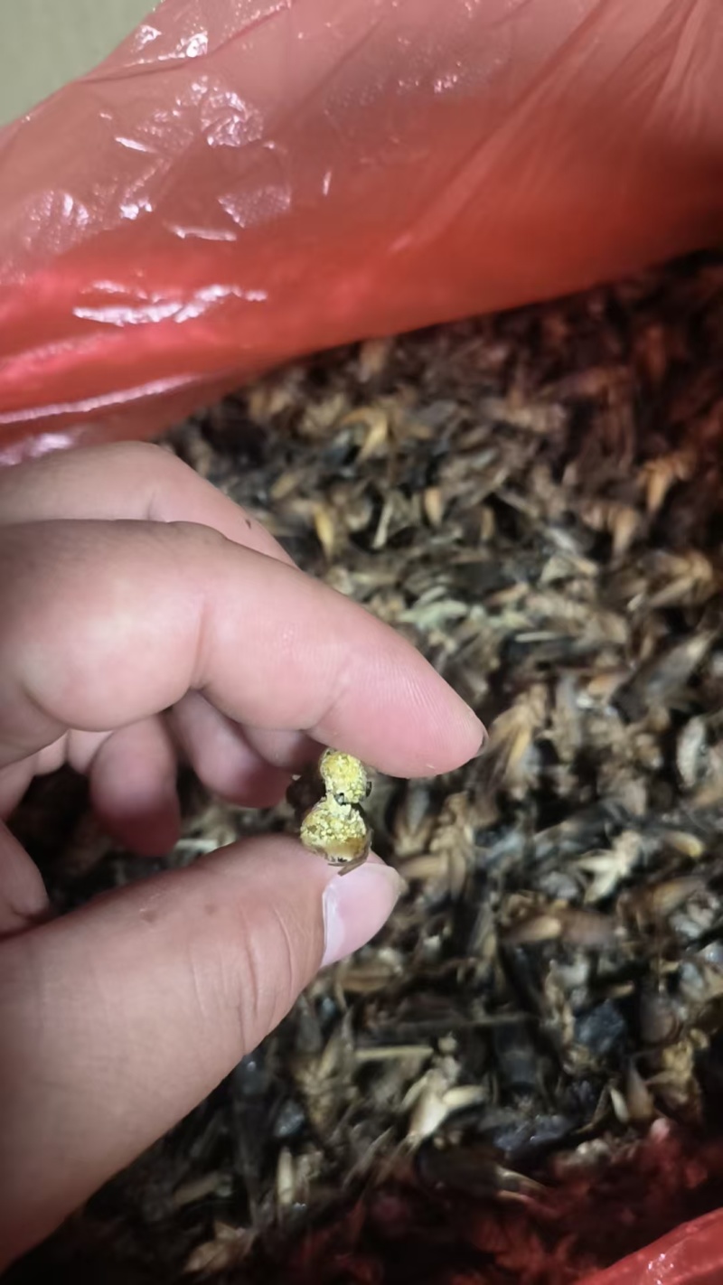 满膏带籽蟋蟀蛐蛐品质保障一手货源批发价量大从优