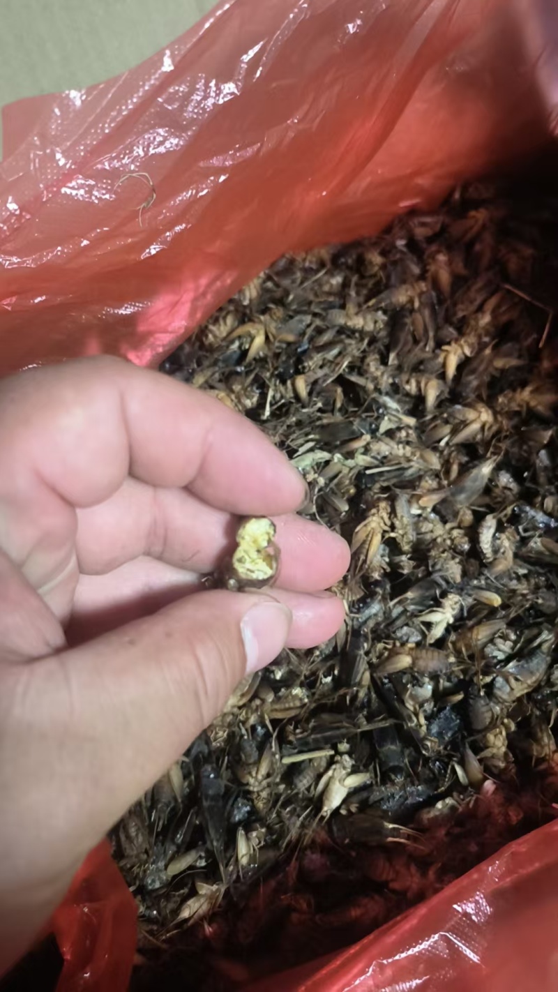 满膏带籽蟋蟀蛐蛐品质保障一手货源批发价量大从优