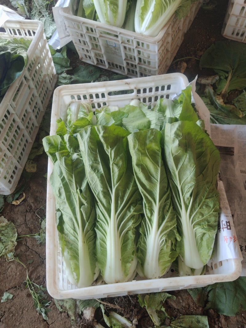 快菜中颗快菜