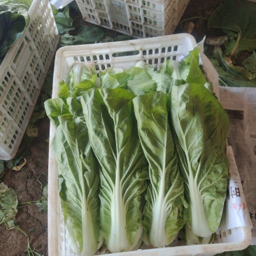 快菜中颗快菜
