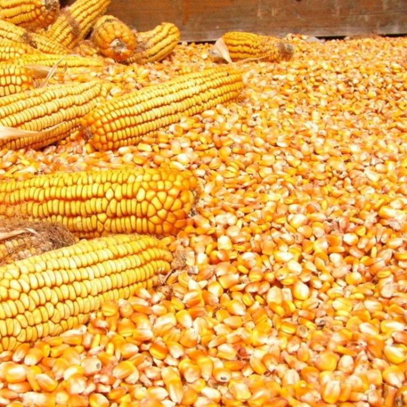 黄玉米粒，200亩种植基地，预计产量达到100吨干玉米粒