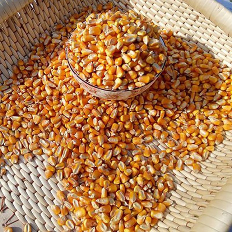 黄玉米粒，200亩种植基地，预计产量达到100吨干玉米粒