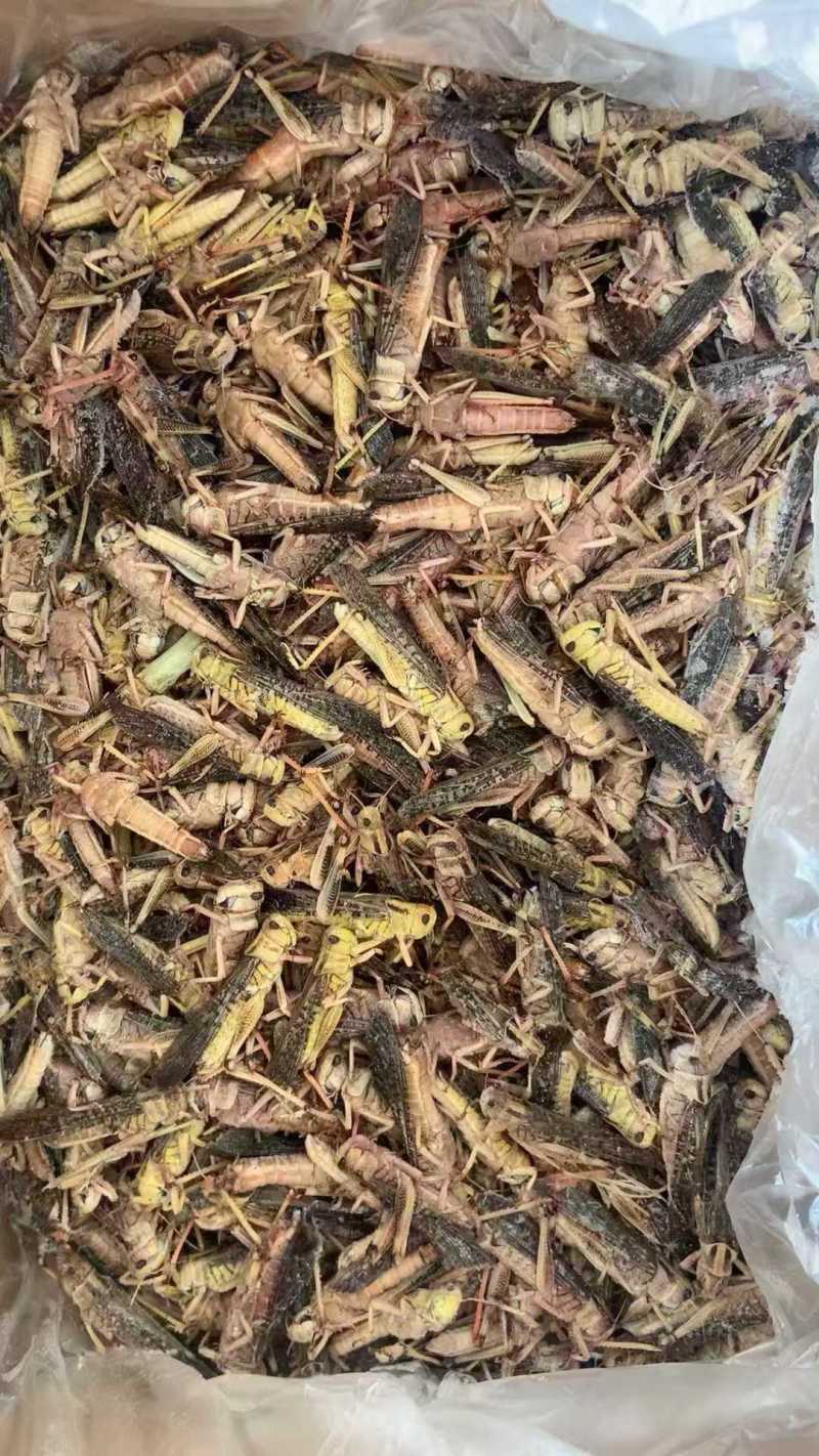 带籽蚂蚱小稻皇品质保证一手批发价格可聊
