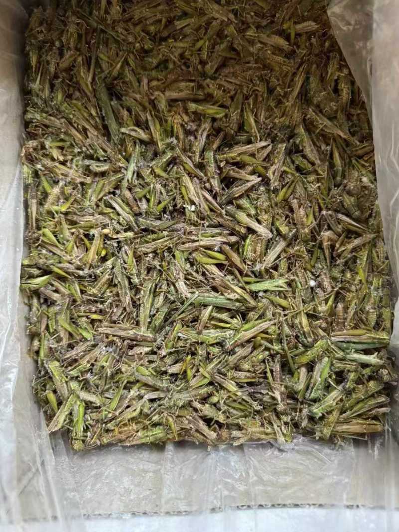 带籽蚂蚱小稻皇品质保证一手批发价格可聊