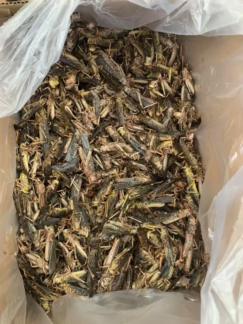 带籽蚂蚱小稻皇品质保证一手批发价格可聊