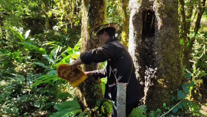 天然野生黑蜜涯蜜百花蜜产地直发质量保证全国发货