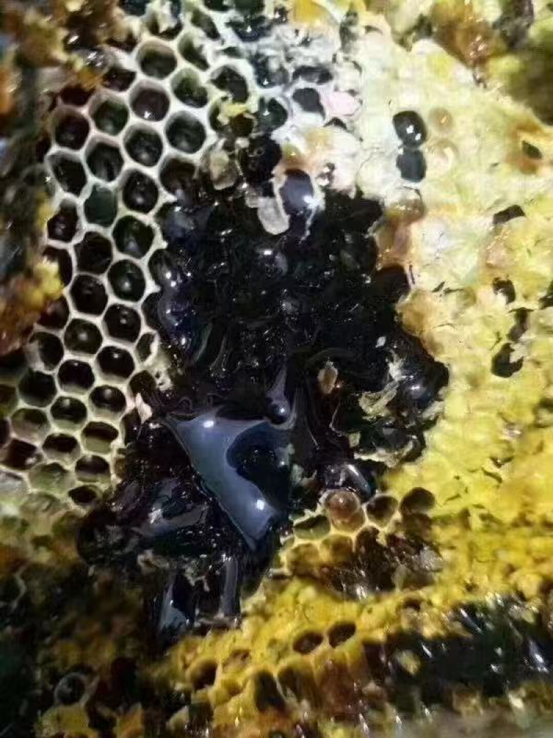 天然野生黑蜜涯蜜百花蜜产地直发质量保证全国发货