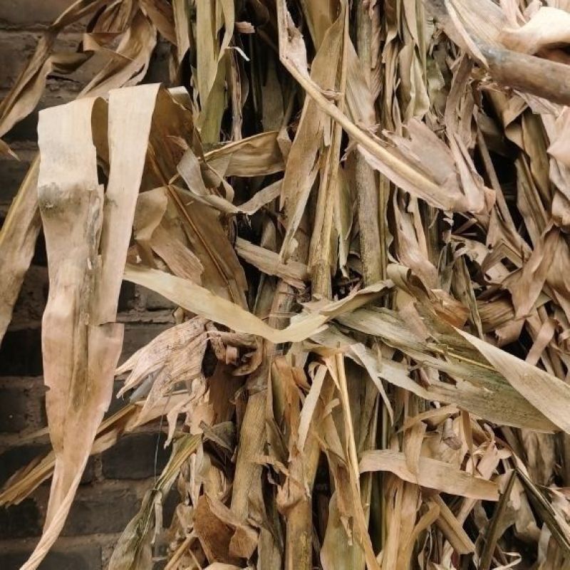 玉米秸秆，200亩玉米秸秆预计10月5号上市，需要的联系