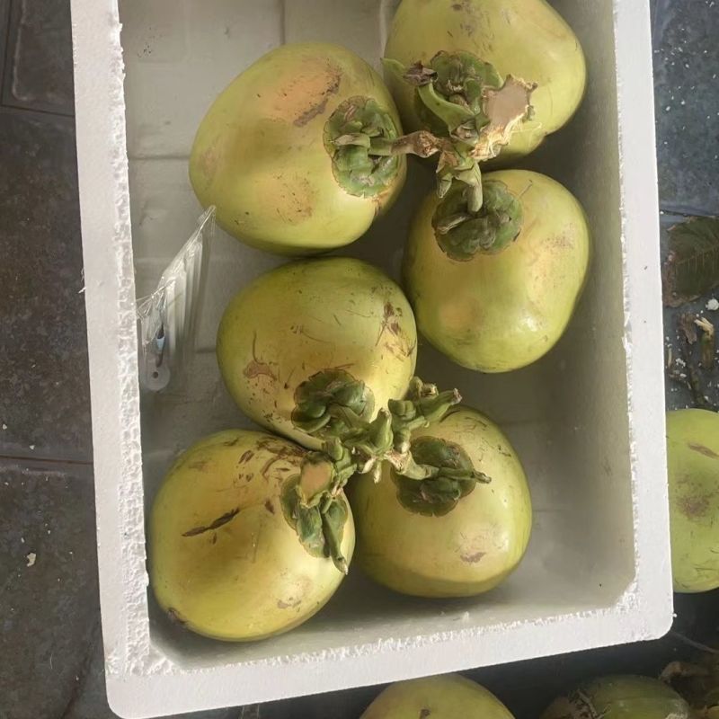 海南天然***新鲜椰子青皮椰青孕妇当季带皮青皮椰子一整箱