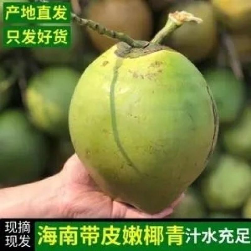海南天然***新鲜椰子青皮椰青孕妇当季带皮青皮椰子一整箱