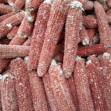 玉米芯棒子，200基地衍生品，需要的老板可以整棒拉走价格