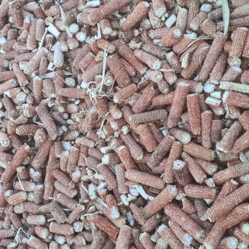 玉米芯棒子，200基地衍生品，需要的老板可以整棒拉走价格