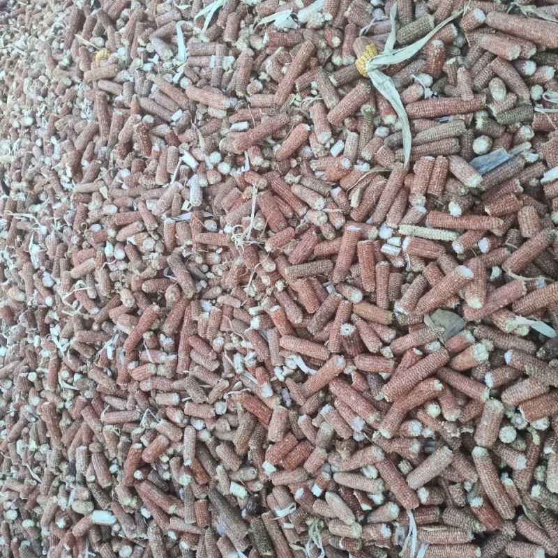 玉米芯棒子，200基地衍生品，需要的老板可以整棒拉走价格
