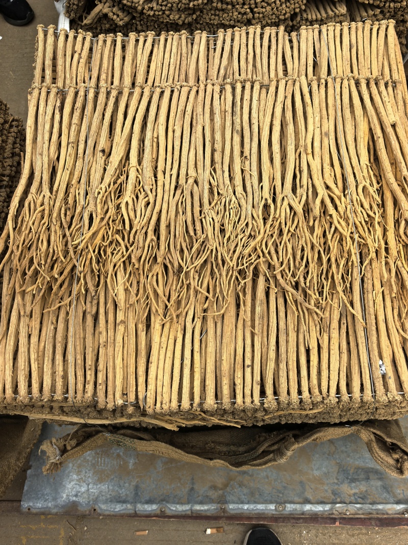甘肃地产白条党参。