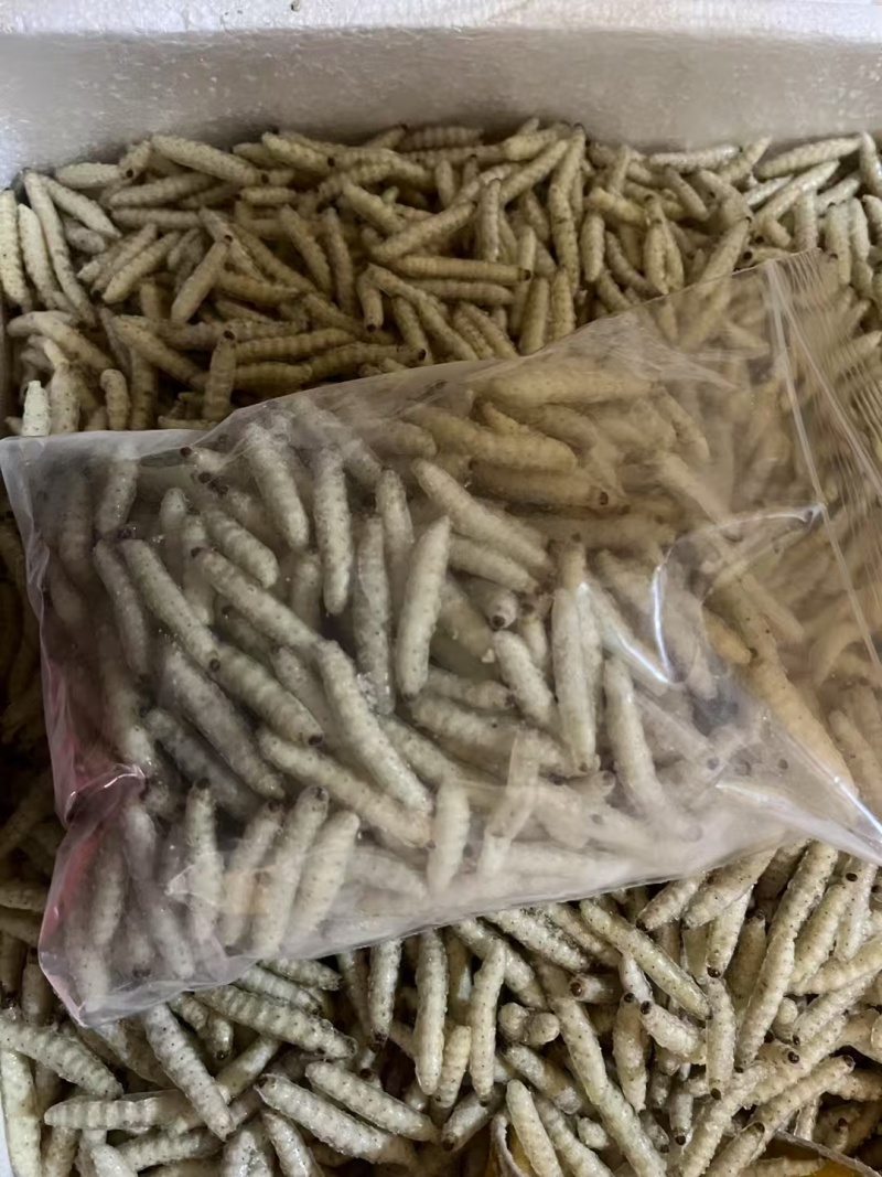 干水熟冻小竹虫来自森山老林别具一味的竹香美味可口